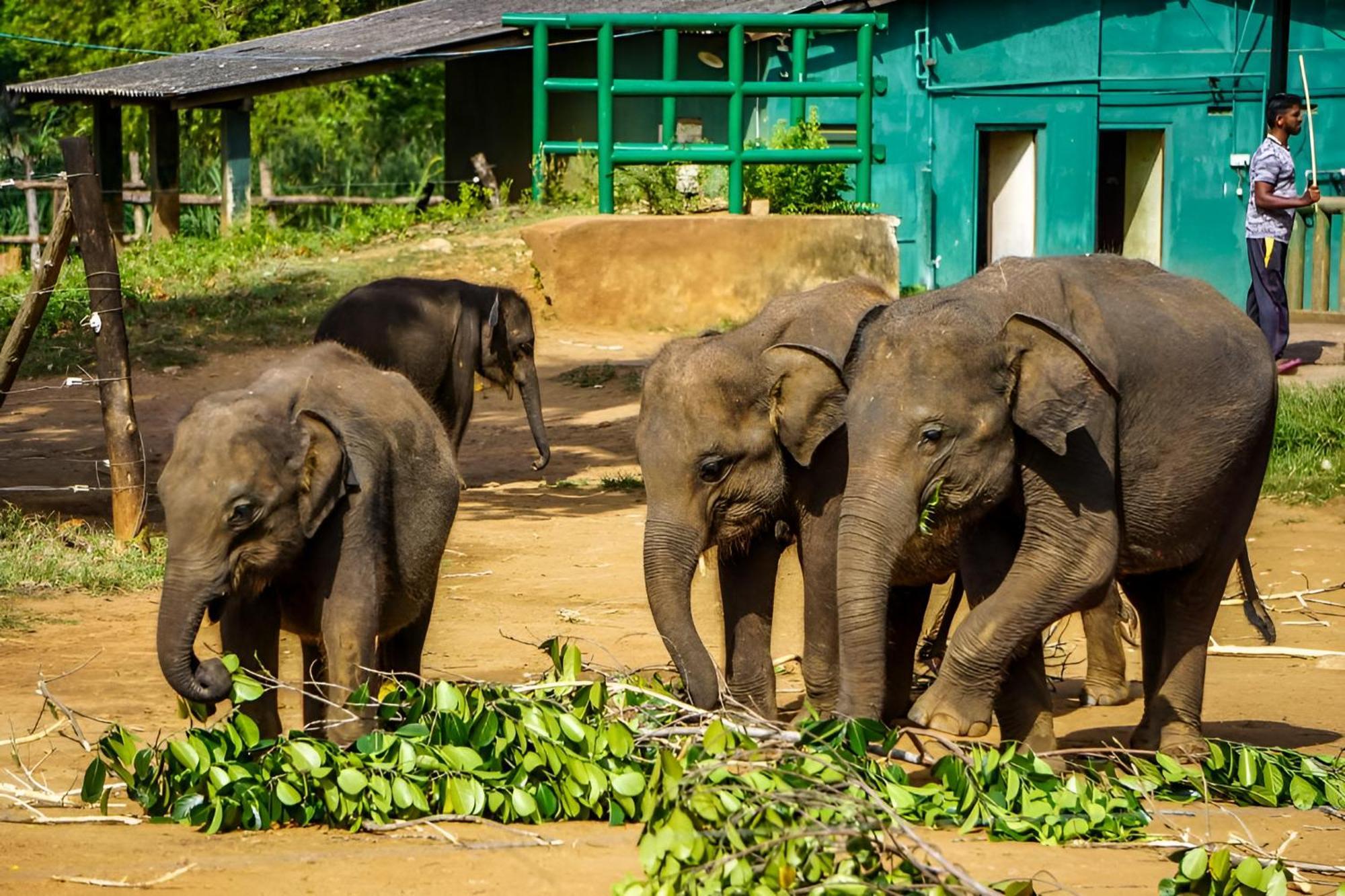 Little Ele Safari Lodge Udawalawe Luaran gambar