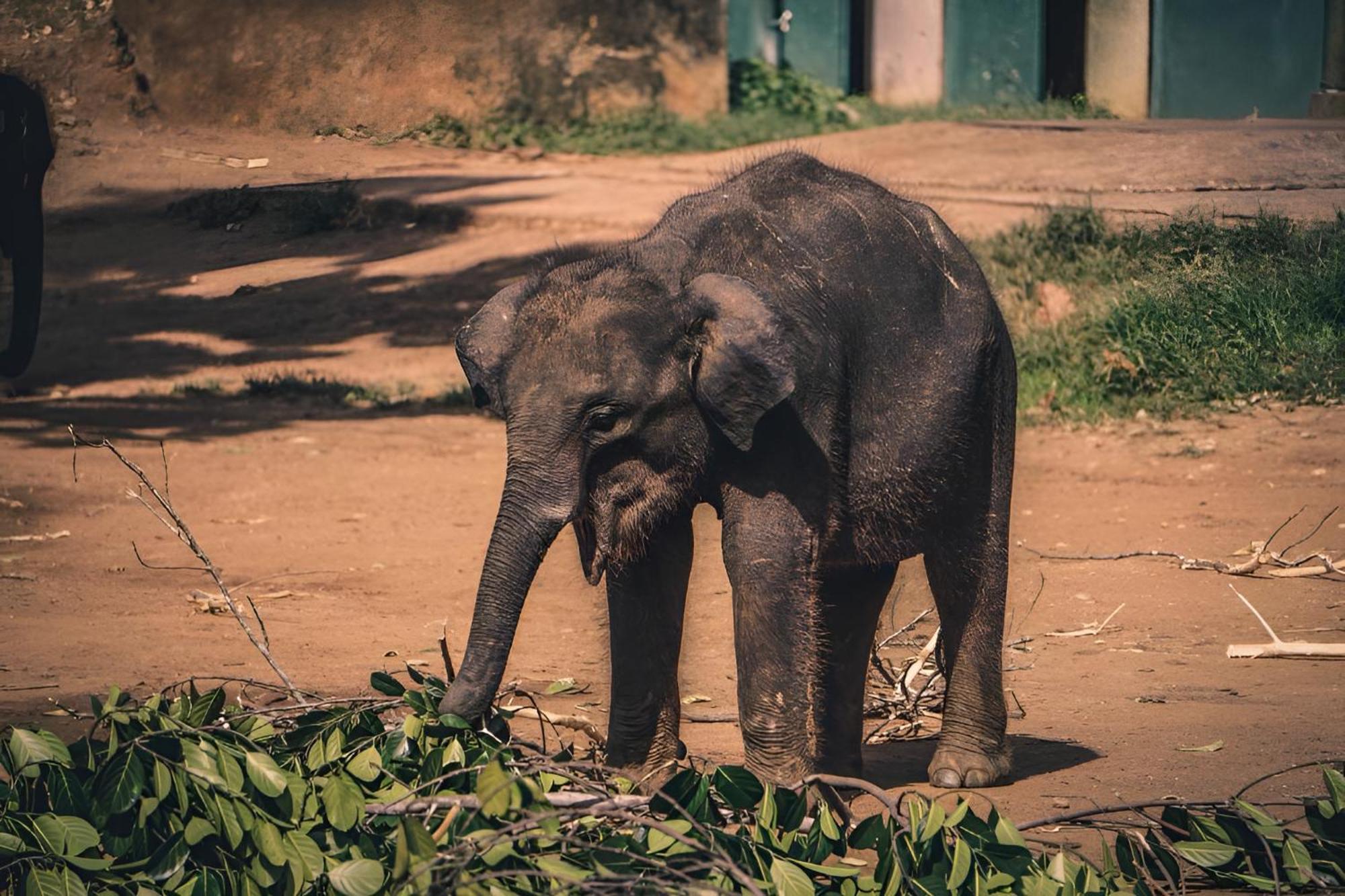 Little Ele Safari Lodge Udawalawe Luaran gambar